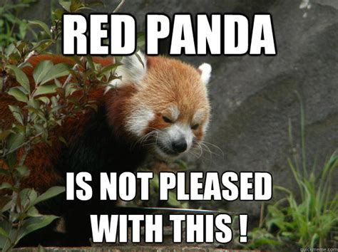 Why The Red Panda Is Endangered