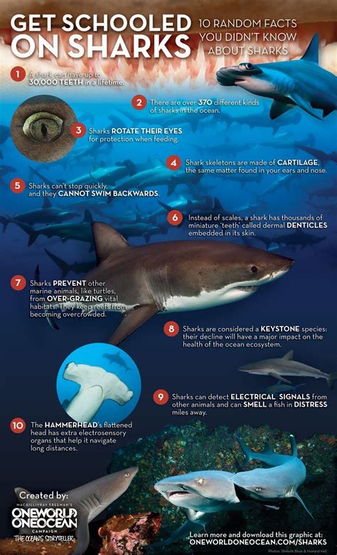 Random Facts You Didn T Know About Sharks Shark Facts Fun Facts About Sharks Shark