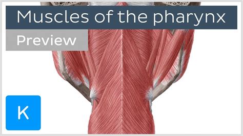 Muscles Of The Pharynx Preview Human Anatomy Kenhub Youtube