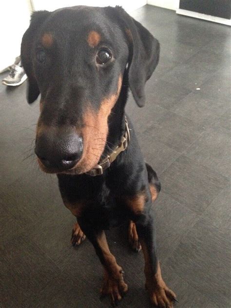 Beautiful 7 Month Old Male Doberman In Manchester Gumtree