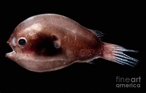 Male Anglerfish Photograph By Danté Fenolio