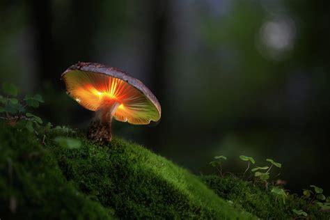 Magical Mushroom Glowing In The Dark Autumn Forest Photograph By Dirk