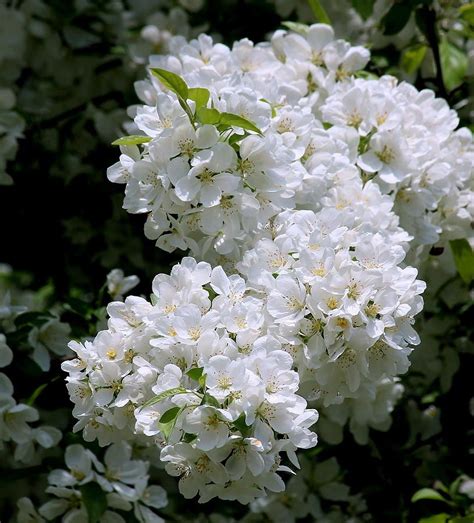 White Crabapple Blossoms By Rosanne Jordan Lilac Bouquet Blossom