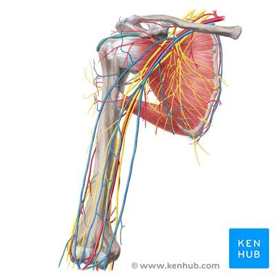 The shoulder is one of the largest and most complex joints in the body. Major arteries, veins and nerves of the body: Anatomy | Kenhub