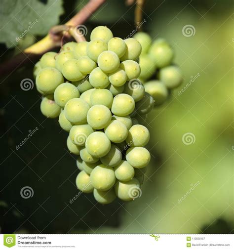 Chardonnay Wine Grapes Growing Vineyard Burgundy France Closeup Stock