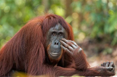 Late Night Orangutan Sean Crane Photography