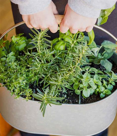 14 Brilliant Diy Indoor Herb Garden Ideas The Garden Glove