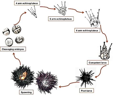 5 Representation Of The Life Cycle Of The Sea Urchins Download