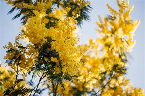 Mimosa Trees With Yellow Flowers Tanneron France Stock Photo Image