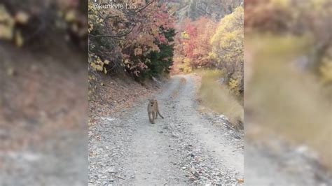 Cougar Stalks Man For Six Minutes During Run In Utah Canyon