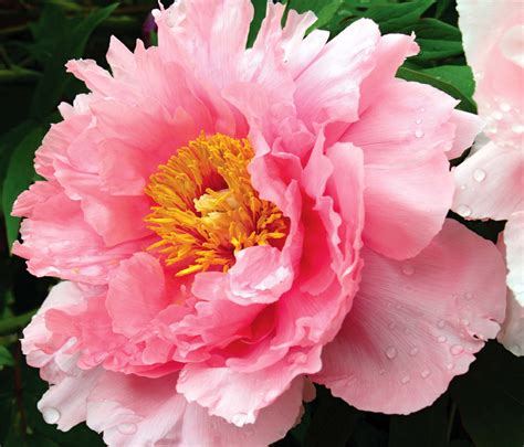Pink Peony Flower The Beauty Shortlist