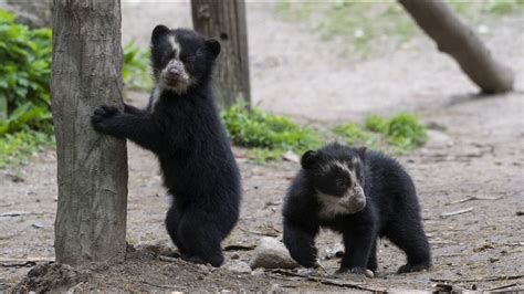 Two Beary Cute Rare Andean Bear Cubs Make Their Debut At Queens Zoo