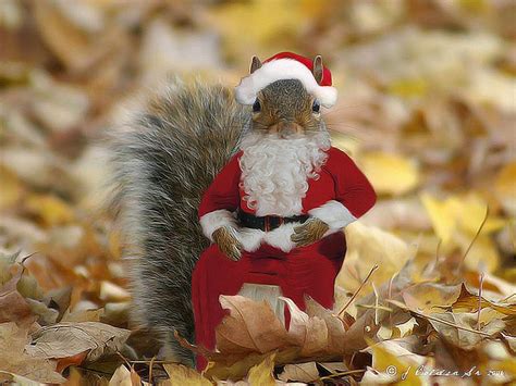 Santa Squirrel Wildlife In Photography On Forums Squirrel Funny Funny Squirrel