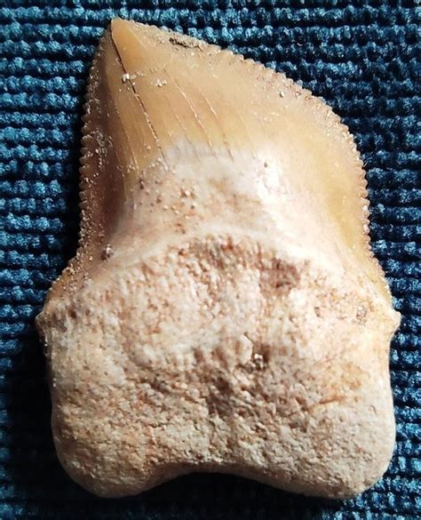 Fossil Crow Shark Tooth Squalicorax Bassani Catawiki