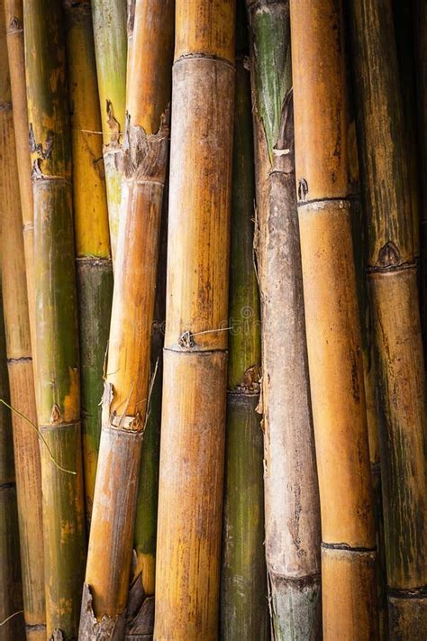 Bamboo Background And Backdrop Stock Image Image Of Natural Asian 157580483