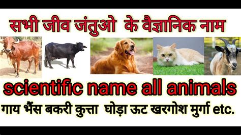 Scientific Name Of Animals जीव जंतुओं के वैज्ञानिक नाम गाय भेंस