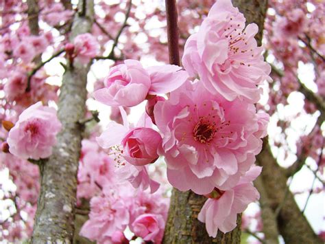 Trees Nature Landscape Pink Spring Flower Blossoms Baslee