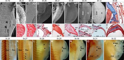 Pectoral Fin Development In Scyliorhinus Canicula Developmental Stages