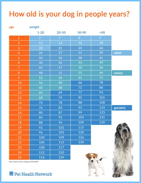 How Long Is Dog Years To Human Years