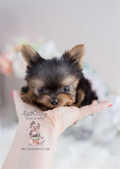 Boutique teacup puppies ranks 51 of 211 in breeders category. Itty Bitty Teacup Yorkie Puppy For Sale Teacups Puppies | Teacup yorkie, Yorkie puppy, Yorkie ...