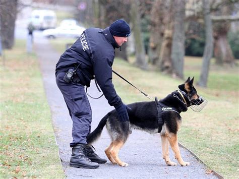 Policejní psi hledají drogy, výbušniny i ohniska požárů ...