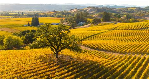 Fall Colors In California Visit Sonoma Wineries With Fall Foliage