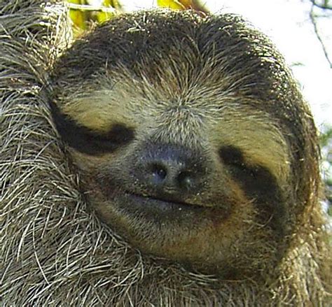 Rainforest Animals Sloth Bing Images