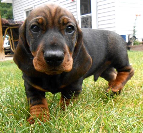 Born To Track Blog A Male Dachshund Puppy Available To A