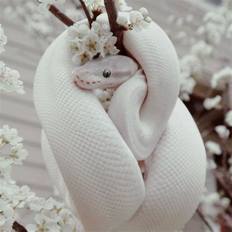 Albino Snakes Wallpapers Wallpaper Cave