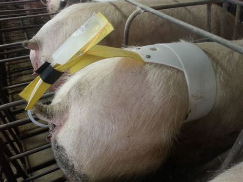 Sow Artificial Insemination Saddle For Pigs By Pigeasy Pig Ai