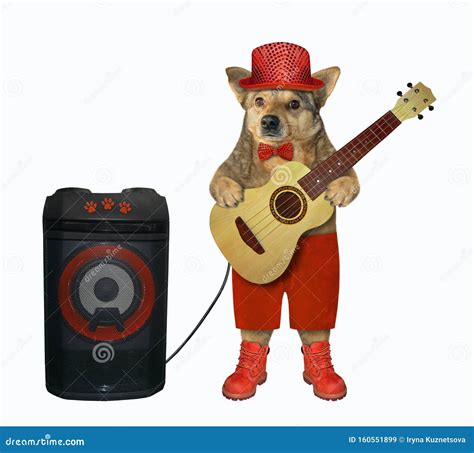 Dog In Red Shorts Plays Guitar 2 Stock Image Image Of Animal Funny