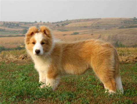 Think of factors that you have to consider before getting a puppy and the if you bought a border collie puppy or dog who hasn't had any training yet, enrolling her in obedience classes is a must. Australian Red Border Collie puppy | Collie puppies for sale, Clever dog, Cute animals