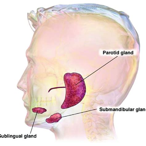 Location Of Three Major Salivary Glands Parotid Submandibular And