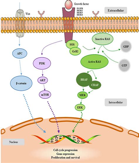Overview Of Egfrrasrafmekmapk Pathway A Cellular Signaling Pathway