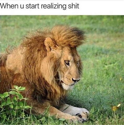 Pin By Shanna Spade On Random Stuff I Like Lion Memes Animals New