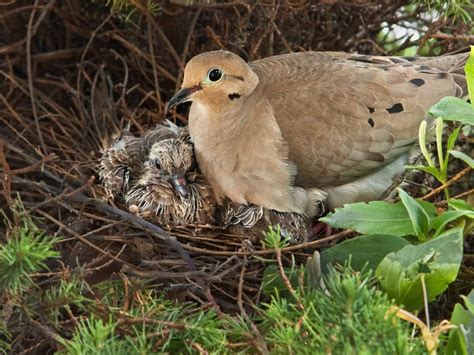 Baby Mourning Doves All You Need To Know With Pictures Birdfact