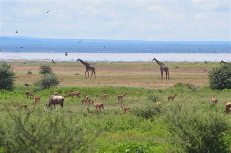 Lake Manyara Serengeti And Ngorongoro 5 Days 4 Nights Mid Range Lodges