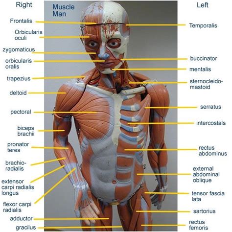 Labeled Human Torso Model Diagram Human Torso Model Life Size Torso Model Anatomical