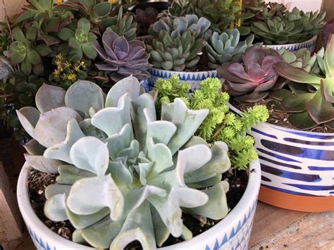 Succulent Collection Succulents Annuals Plants And Flowers Ni