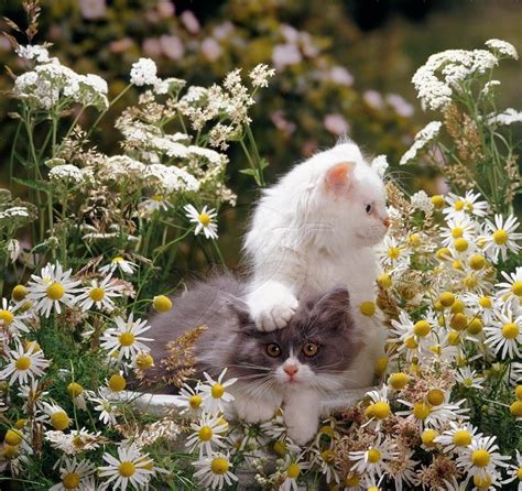 Kittens Among Daisies Download Hd Wallpapers And Free Images