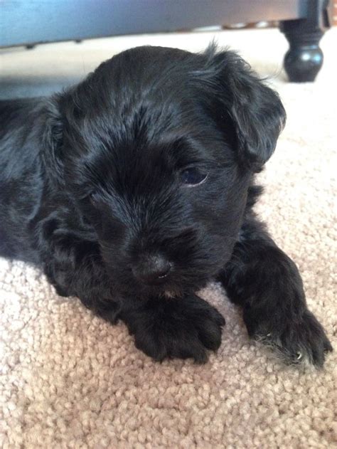 Yorkie Poo Puppyi Want Him Yorkie Poo Puppies Chihuahua Mix