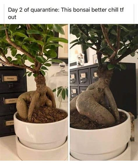 Two Pictures Of A Bonsai Tree In A White Pot On A Desk With The Caption