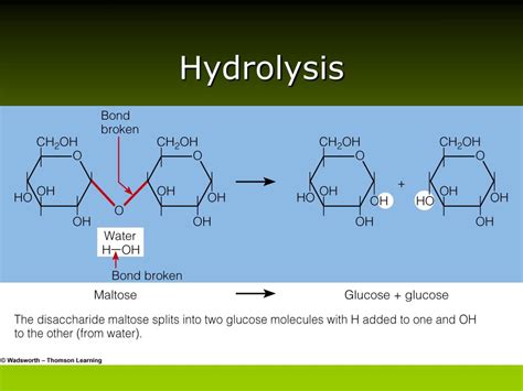 Ppt The Carbohydrates Powerpoint Presentation Free Download Id6111881