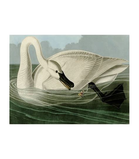 Trumpeter Swan John James Audubon