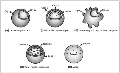 Formas De Las Microc Psulas Obtenidas En El Secado Por Aspersi N A Un