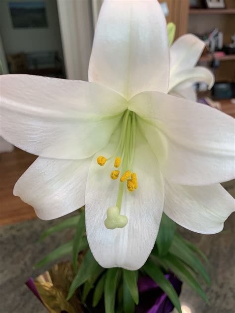 How To Grow And Care For Easter Lilies Trumpet Lilies In 2020