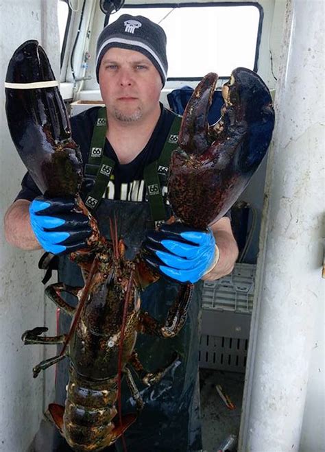 How Big Was the Biggest Lobster Ever Caught? You Won't Believe It! [PHOTOS]