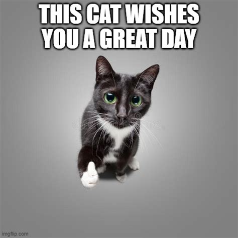 Cat Wishes A Good Day For All Imgflip