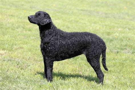 Breed Traits And Characteristics Of Curly Coated Retrievers Retriever