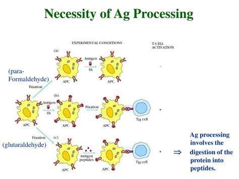 Ppt Chapter 8 Antigen Processing And Presentation